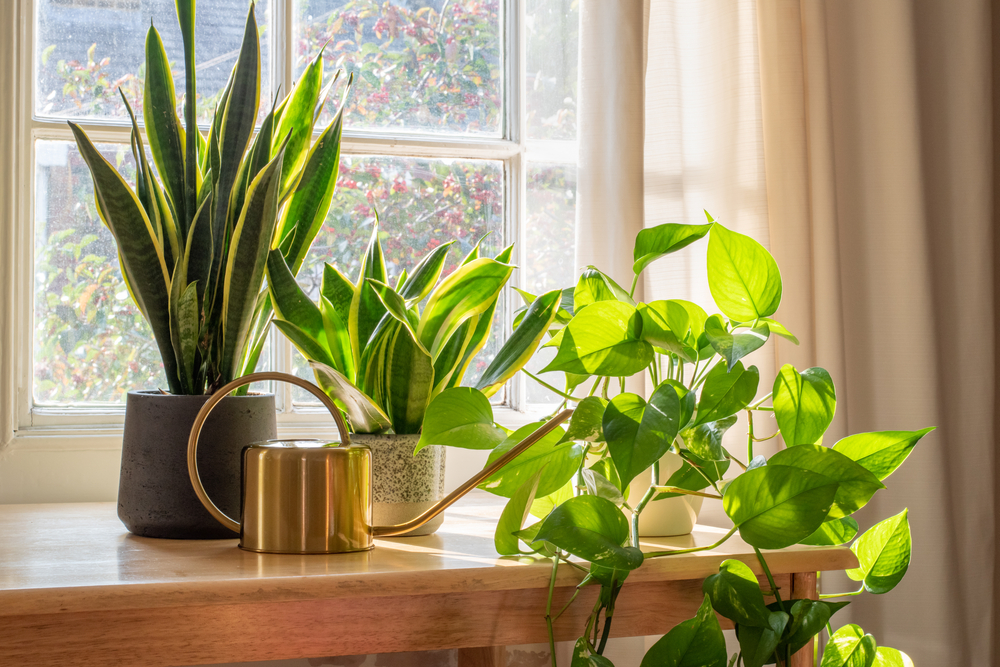 Cultivating an Indoor Garden Oasis